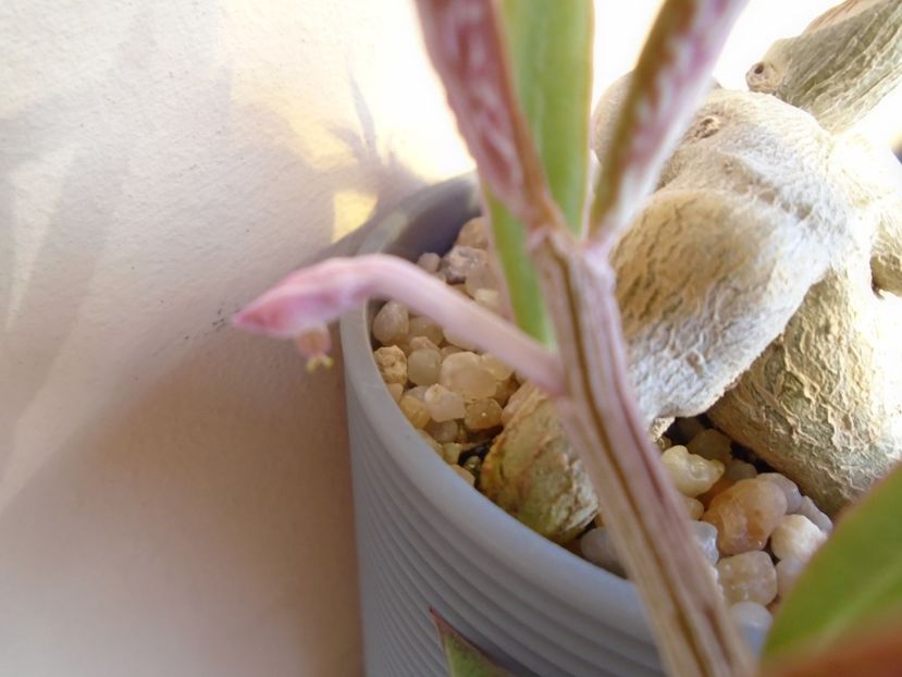 Monadenium montanum v. rubellum (Euphorbia neorubella) - Caudiciforme si bulbi 2019
