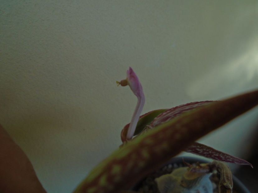 Monadenium montanum v. rubellum (Euphorbia neorubella) - Caudiciforme si bulbi 2019