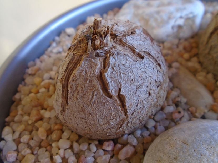 Dioscorea elephantipes - Caudiciforme si bulbi 2019