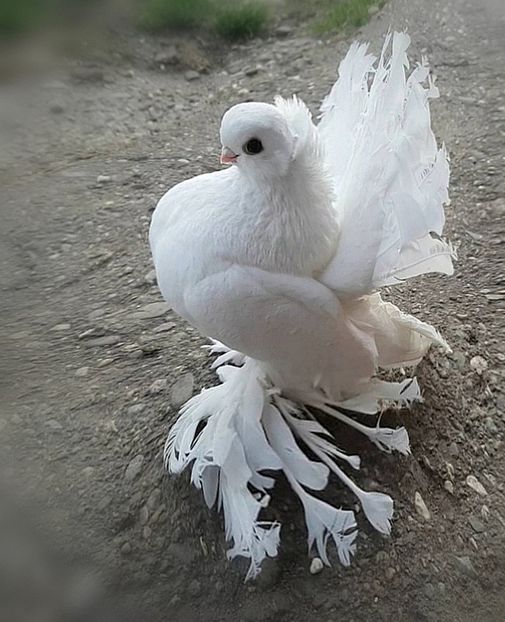  - Omsk si novocerkaski 2019