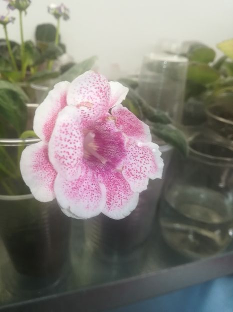 19(37) - gloxinii si minisiningii 2019