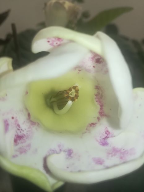 19(38) - gloxinii si minisiningii 2019