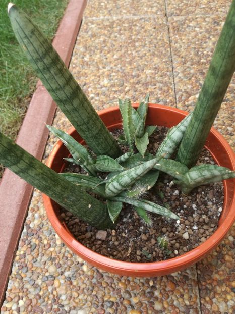  - Sansevieria