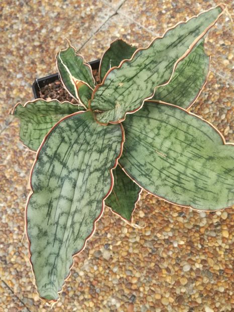 Sansevieria kirkii silver blue - Sansevieria