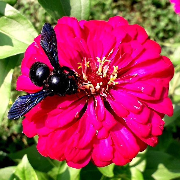  - AAAA__CARCIUMARESE 2015_2017_2018_2019