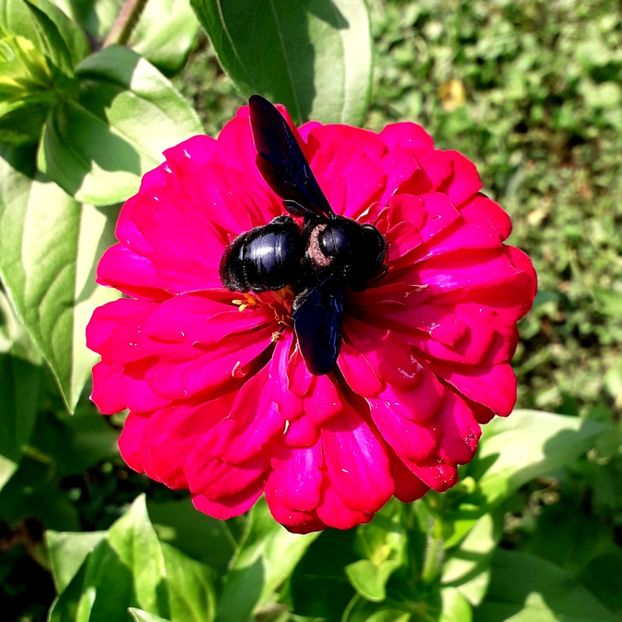  - AAAA__CARCIUMARESE 2015_2017_2018_2019