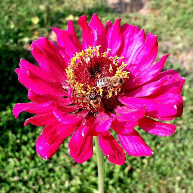  - AAAA__CARCIUMARESE 2015_2017_2018_2019