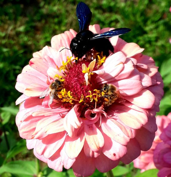  - AAAA__CARCIUMARESE 2015_2017_2018_2019