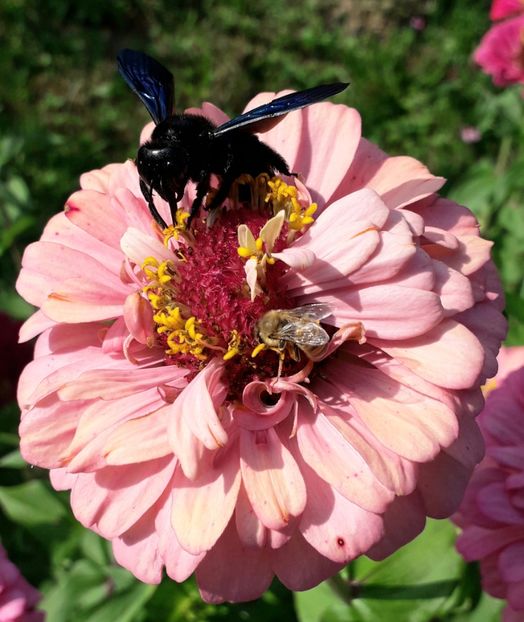  - AAAA__CARCIUMARESE 2015_2017_2018_2019