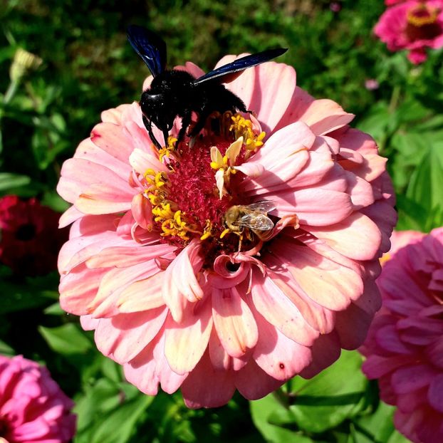  - AAAA__CARCIUMARESE 2015_2017_2018_2019