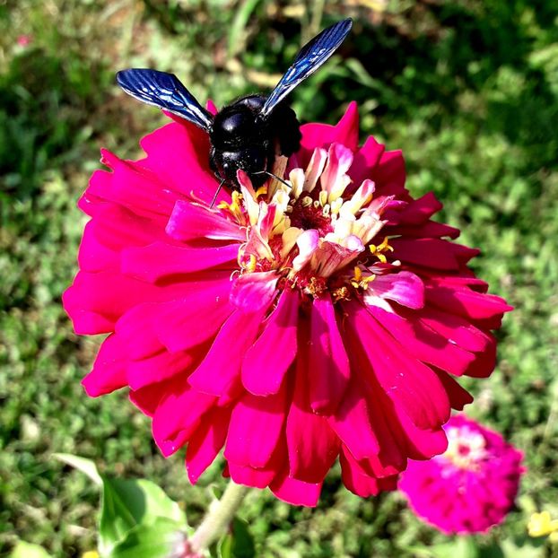  - AAAA__CARCIUMARESE 2015_2017_2018_2019