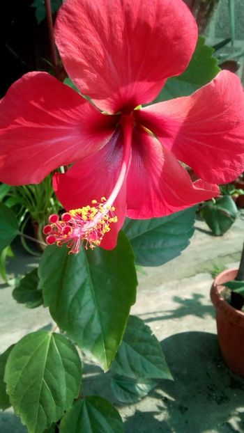 IMG-20190828-WA0001 - Hibiscusi