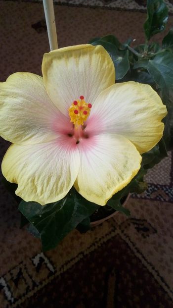 IMG-20190826-WA0009 - Hibiscusi