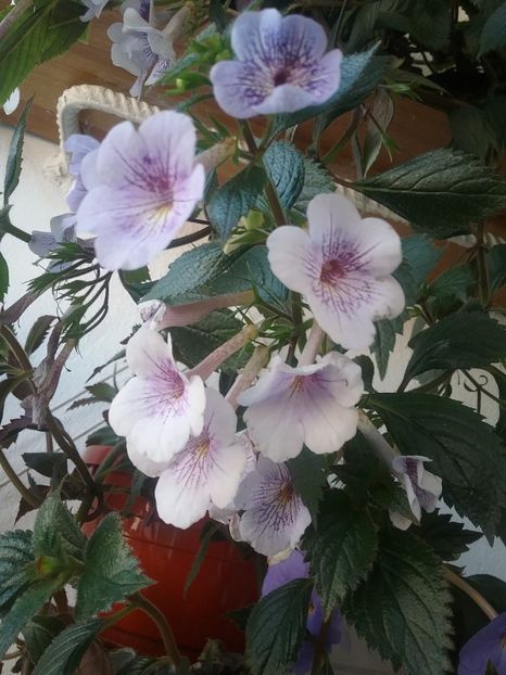  - Ambroise Verschaffelt