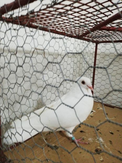  - Asemănări și deosebiri