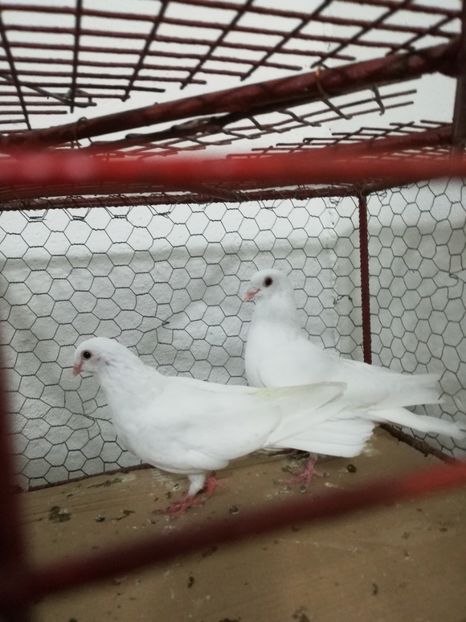  - Asemănări și deosebiri