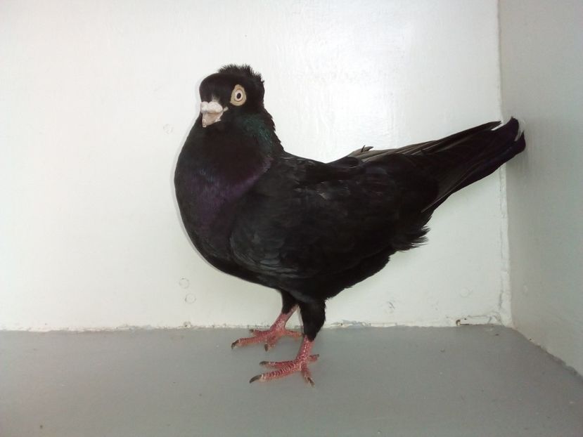  - PORUMBEI CARE MI AU APARTINUT