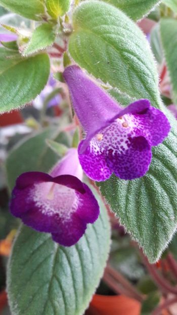  - Ohio Never say never