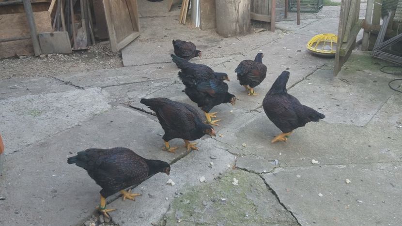  - Combatant indian mare