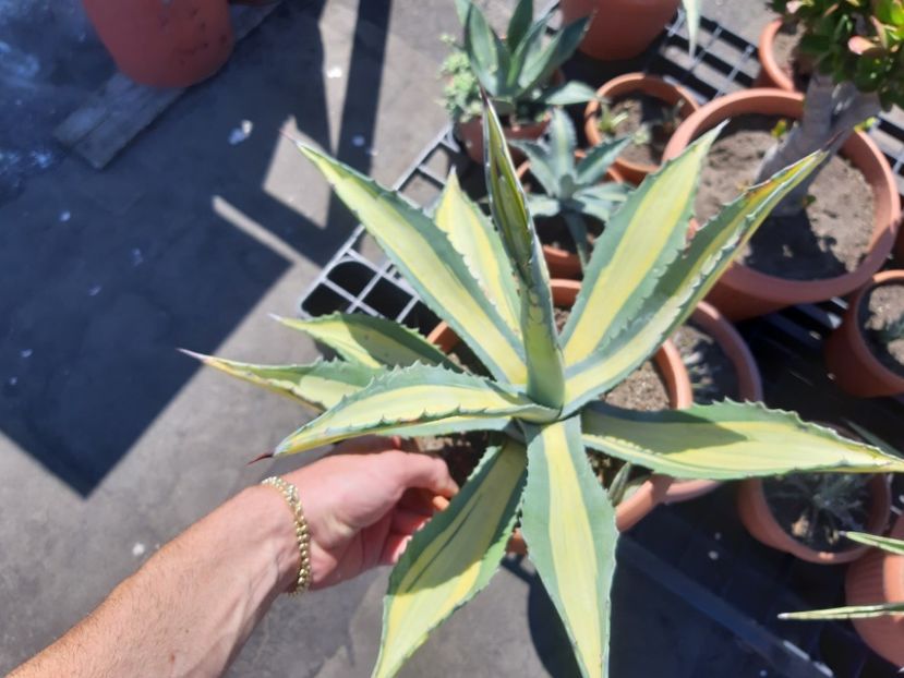  - Agave - 2018 - 2020