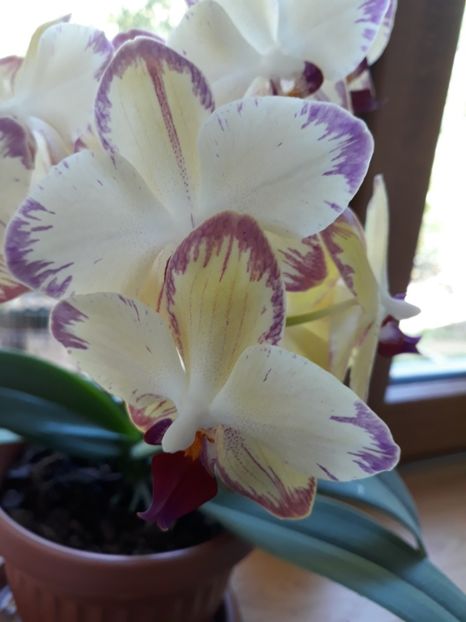  - 2 Orhidee Phalenopsis