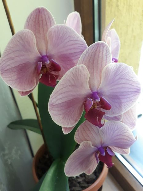  - 2 Orhidee Phalenopsis