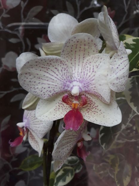  - 2 Orhidee Phalenopsis