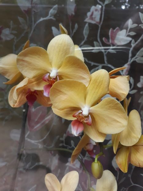  - 2 Orhidee Phalenopsis