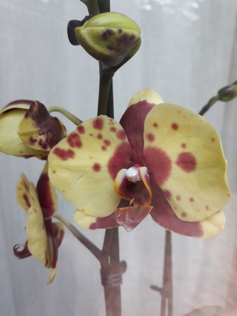  - 2 Orhidee Phalenopsis