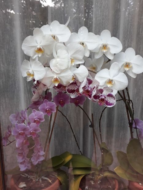  - 2 Orhidee Phalenopsis