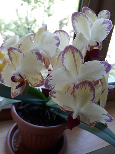  - 2 Orhidee Phalenopsis