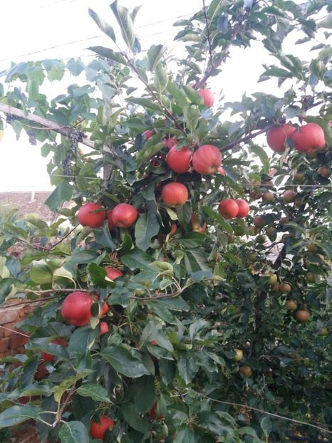 Gala - Fructe 2019 august acasa