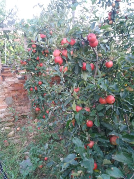 Gala - Fructe 2019 august acasa