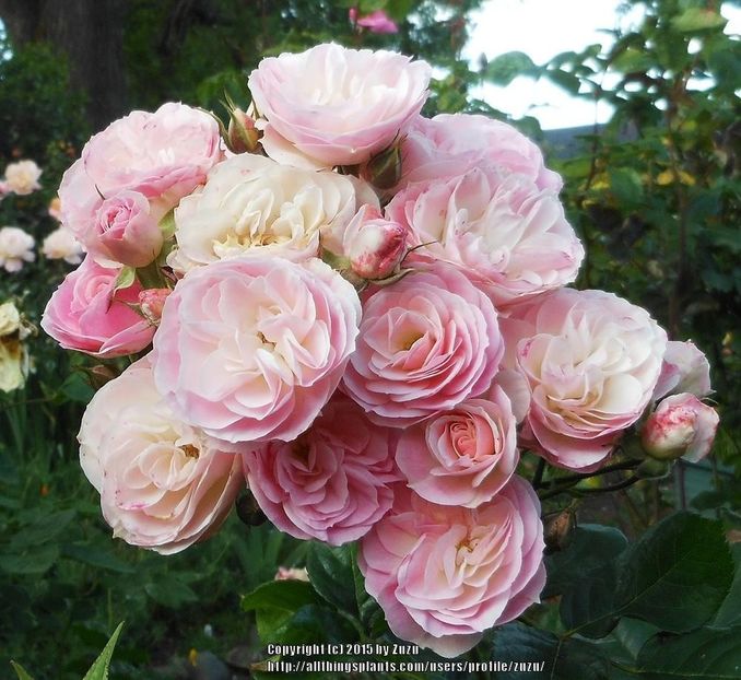194c7e - BOUQUET PARFAIT Rose
