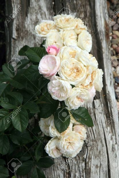 60681629-blossom-of-the-historic-pink-rose-bouquet-parfait-in-the-summer-garden- - BOUQUET PARFAIT Rose