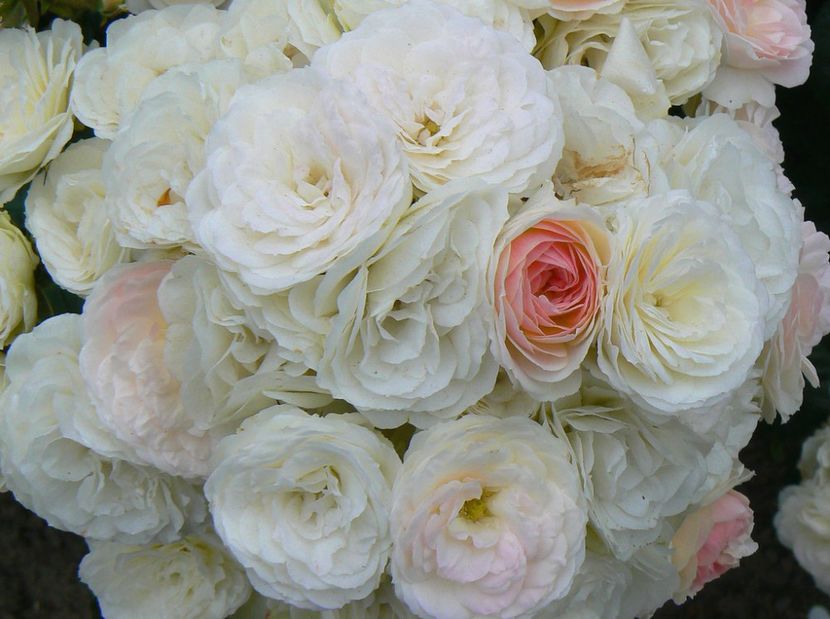 174731374_6f394034d0_b - BOUQUET PARFAIT Rose