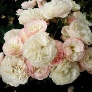 images (1) - BOUQUET PARFAIT Rose