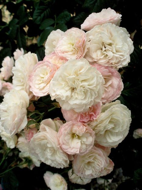 RF145-Bouquet-Parfait-600x800 - BOUQUET PARFAIT Rose