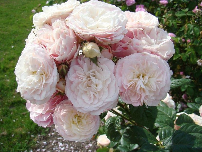 Bouquet parfait, parfumat, prolific - BOUQUET PARFAIT Rose