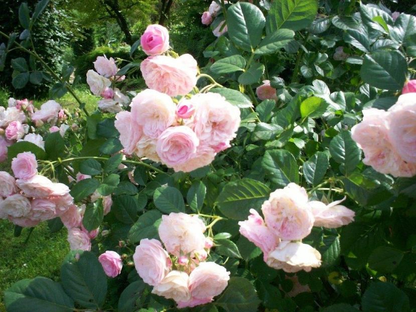 bouquet-parfait (1) - BOUQUET PARFAIT Rose