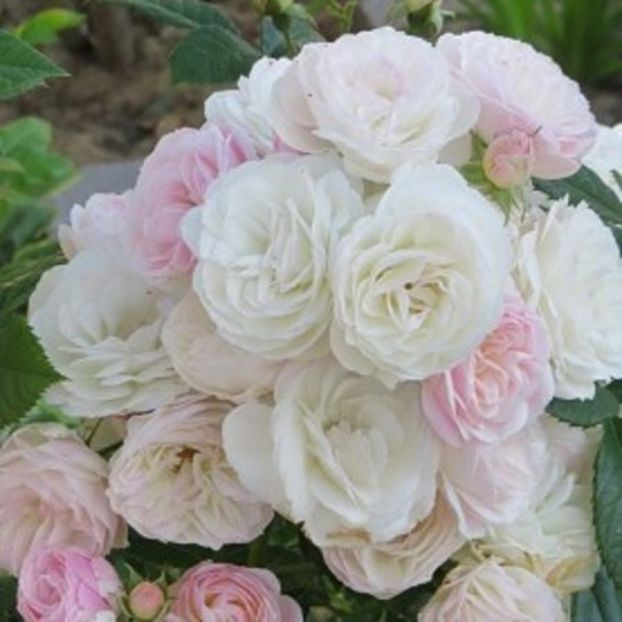 Bouquet-Parfait5 - BOUQUET PARFAIT Rose