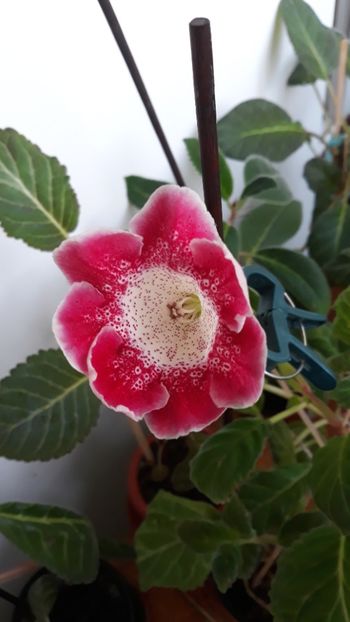  - gloxinii_2019
