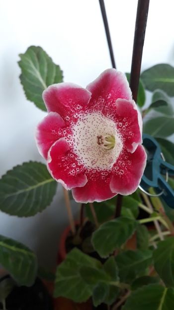  - gloxinii_2019