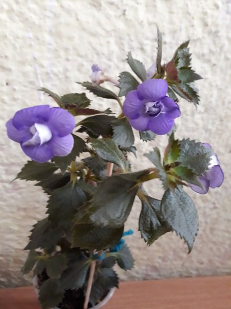  - 001 2021 - Vie en Bleu