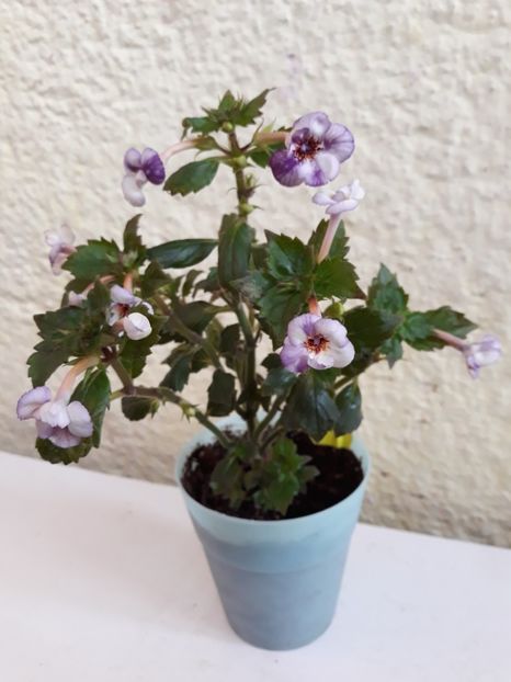  - R20 - Jemmima o Riley