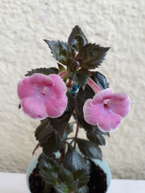  - R19 - Firenze - renuntat