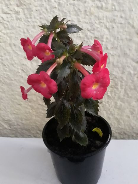  - R19 - Star of Stars xA