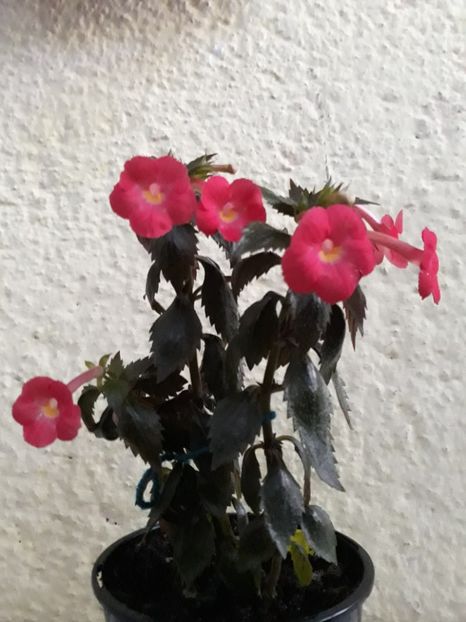  - R19 - Star of Stars xA