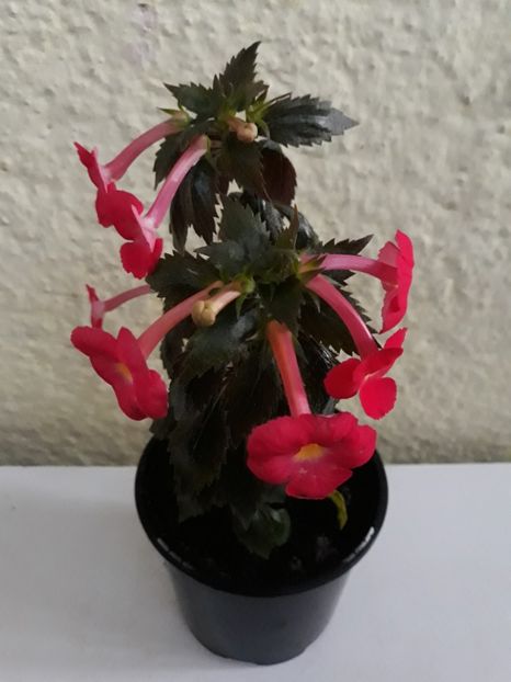  - R19 - Star of Stars xA