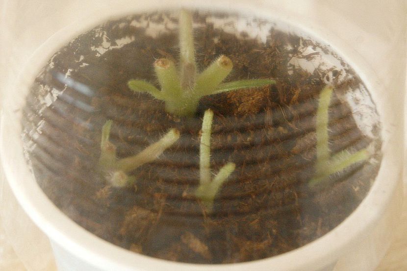 29.08.19 - 2 Inradacinare tija florala